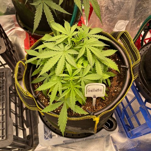 Gelato #2 growlog timeline photo