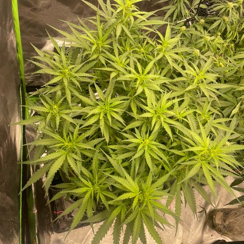 Auto Psychedelic growlog timeline photo