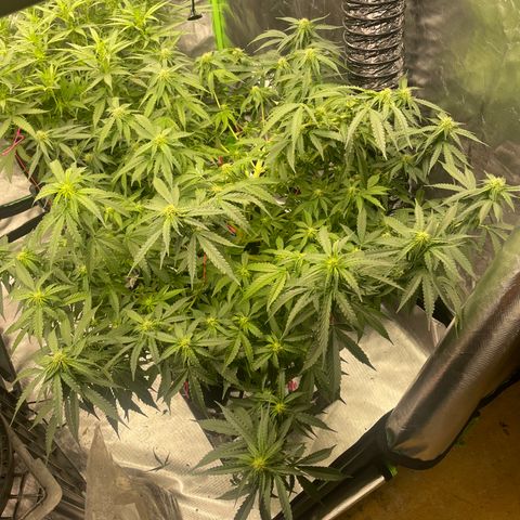 Black Domina  growlog timeline photo