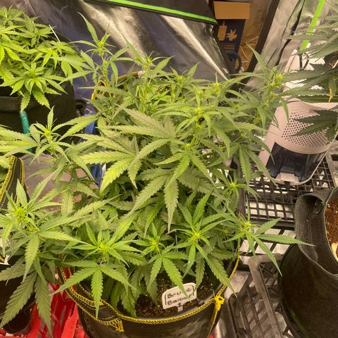  Bruce Banner #1 growlog timeline photo