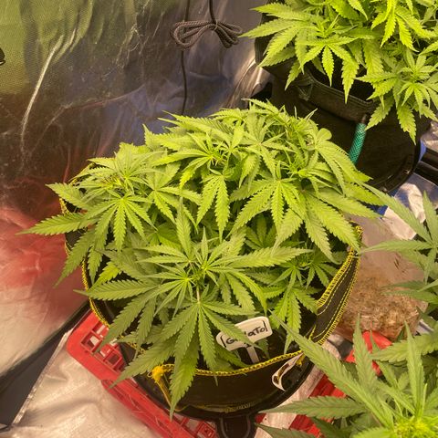 Gelato #1 growlog timeline photo