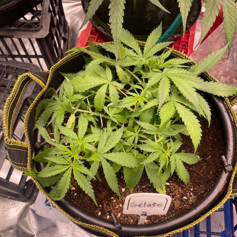 Gelato #2 growlog timeline photo