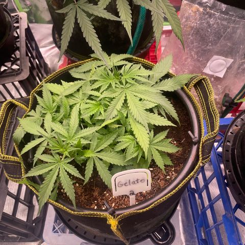 Gelato #2 growlog timeline photo