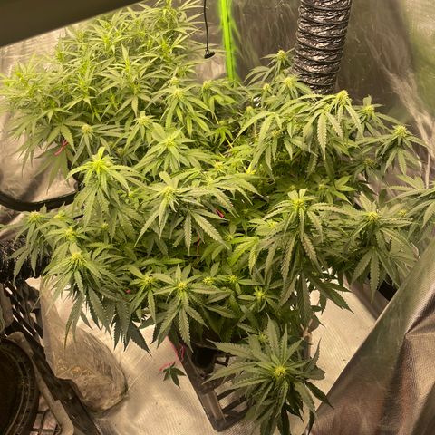 Black Domina  growlog timeline photo