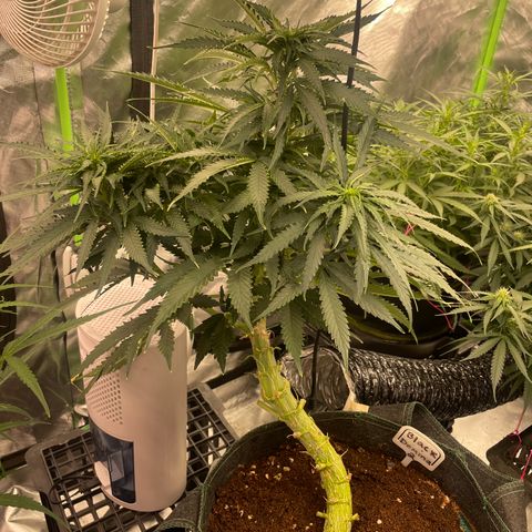 Black Domina  growlog timeline photo