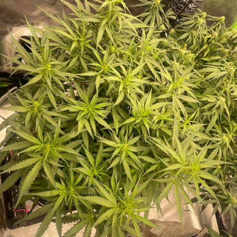 Auto Psychedelic growlog timeline photo