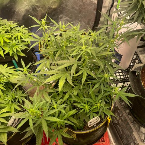 Bruce Banner #1 growlog timeline photo