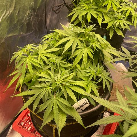 Gelato #1 growlog timeline photo