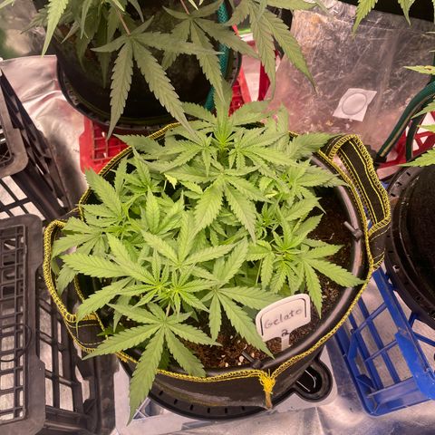 Gelato #2 growlog timeline photo