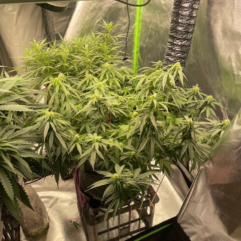 Black Domina  growlog timeline photo