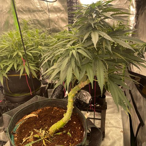 Black Domina  growlog timeline photo