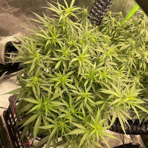 Auto Psychedelic growlog timeline photo