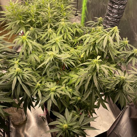 Black Domina  growlog timeline photo