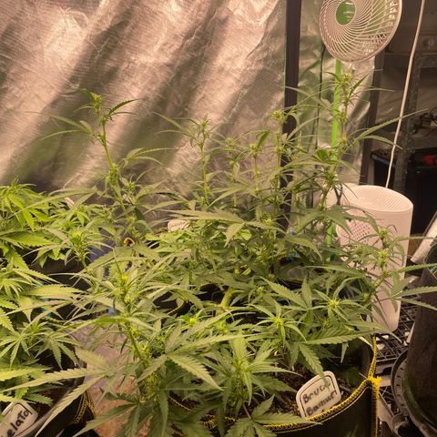  Bruce Banner #1 growlog timeline photo