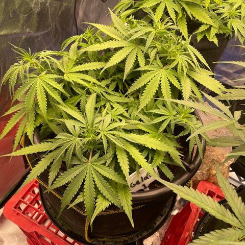 Gelato #1 growlog timeline photo