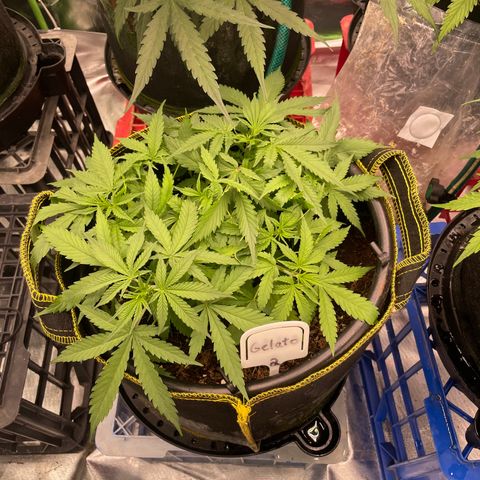 Gelato #2 growlog timeline photo