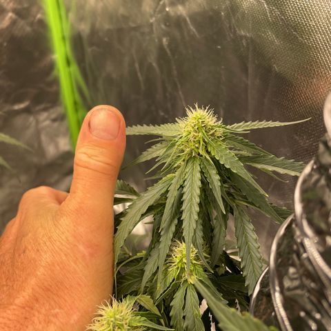Black Domina  growlog timeline photo