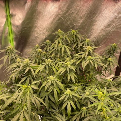 Black Domina  growlog timeline photo
