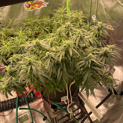Black Domina  growlog timeline photo