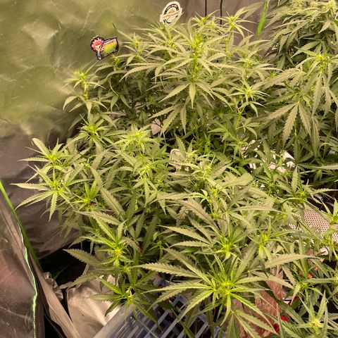Auto Psychedelic growlog timeline photo