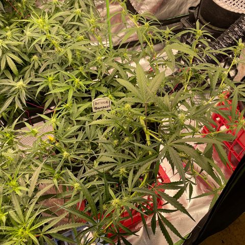  Bruce Banner #1 growlog timeline photo