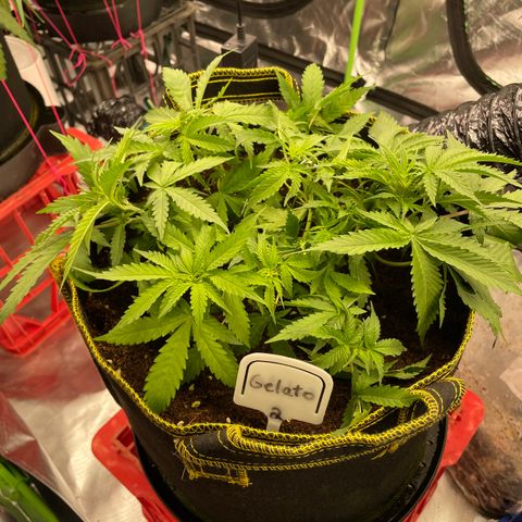 Gelato #1 growlog timeline photo