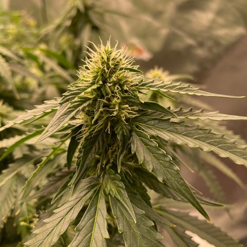 Black Domina  growlog timeline photo