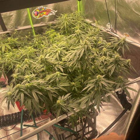 Black Domina  growlog timeline photo