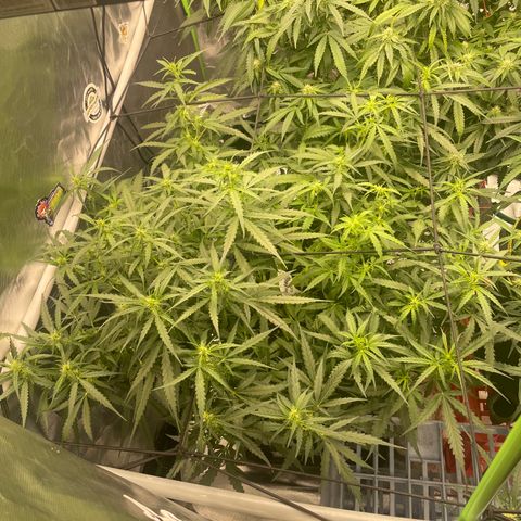 Auto Psychedelic growlog timeline photo