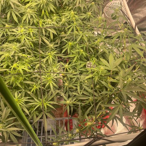  Bruce Banner #1 growlog timeline photo