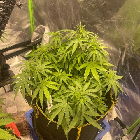 Gelato #1 growlog timeline photo