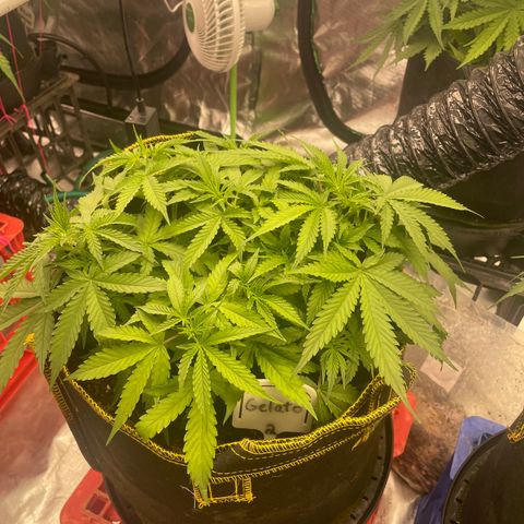 Gelato #2 growlog timeline photo