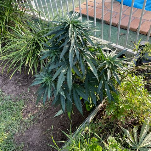 Black Domina  growlog timeline photo