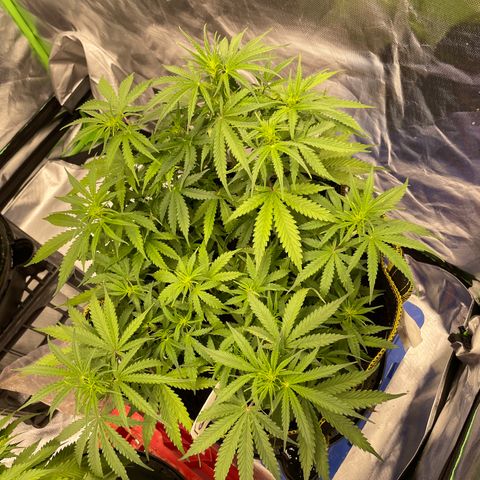 Gelato #1 growlog timeline photo