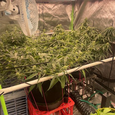 Black Domina  growlog timeline photo