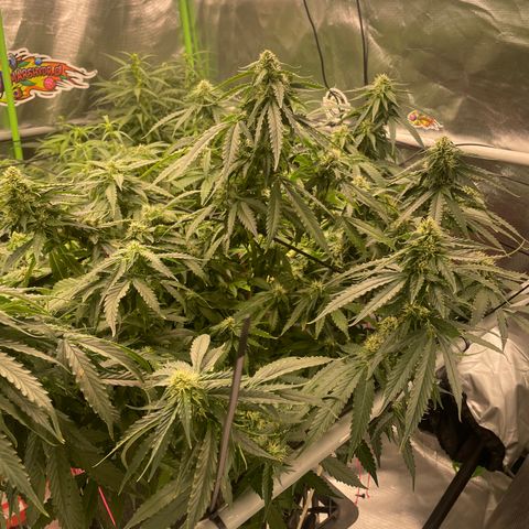 Black Domina  growlog timeline photo