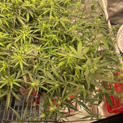  Bruce Banner #1 growlog timeline photo