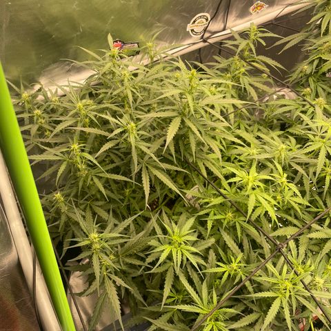 Auto Psychedelic growlog timeline photo