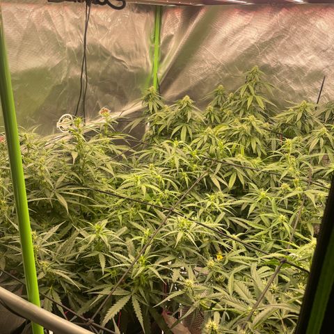 Auto Psychedelic growlog timeline photo