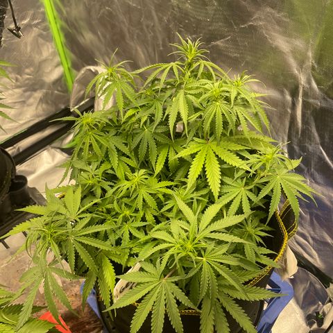 Gelato #1 growlog timeline photo