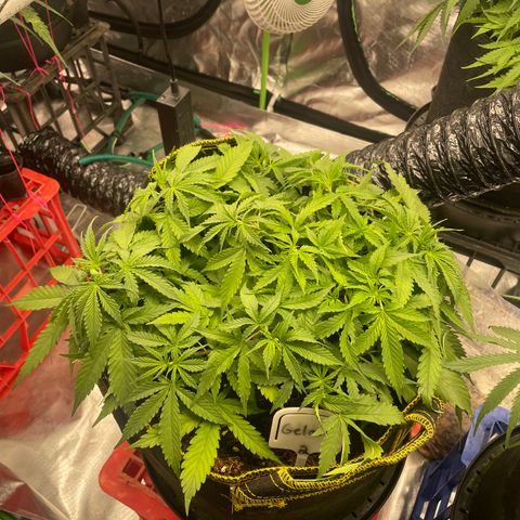 Gelato #2 growlog timeline photo
