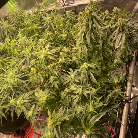 Black Domina  growlog timeline photo