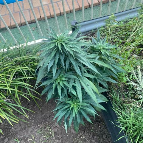 Black Domina  growlog timeline photo