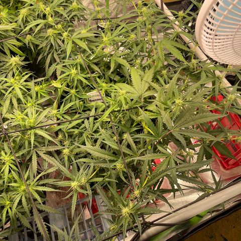  Bruce Banner #1 growlog timeline photo
