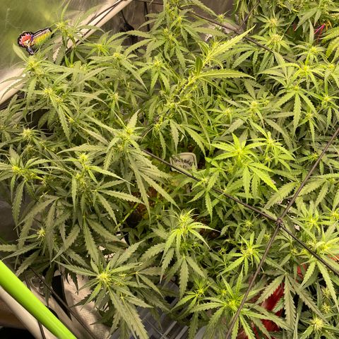 Auto Psychedelic growlog timeline photo