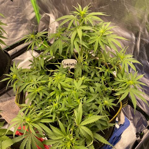 Gelato #1 growlog timeline photo