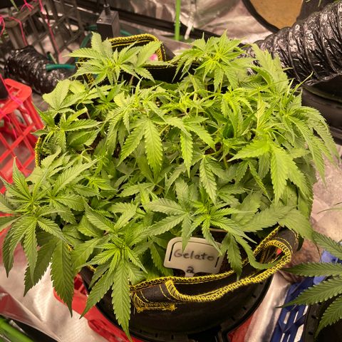 Gelato #2 growlog timeline photo
