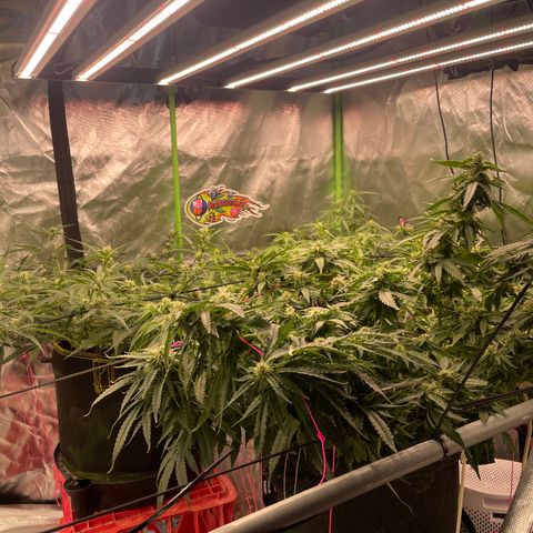 Black Domina  growlog timeline photo