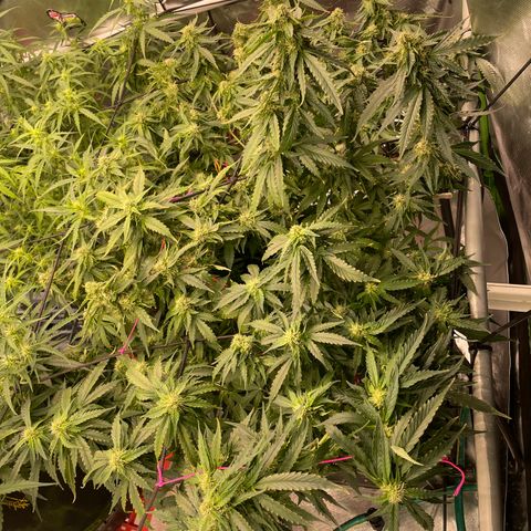 Black Domina  growlog timeline photo