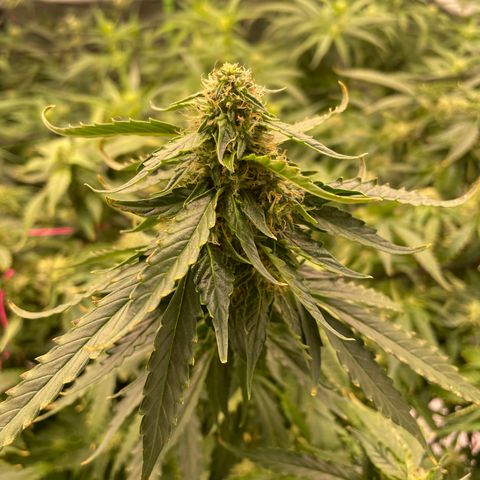 Black Domina  growlog timeline photo
